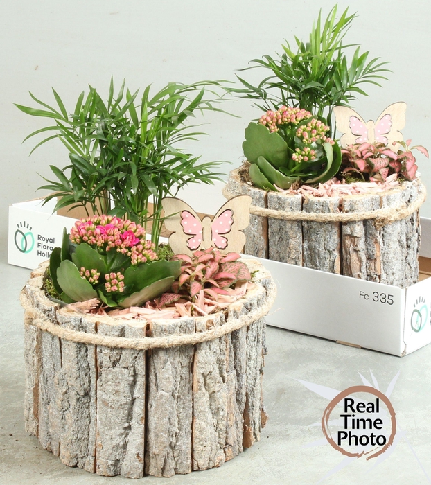 <h4>ARR KAMERPL</h4>