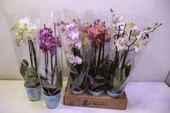 <h4>Phal Gem 4 Kl</h4>