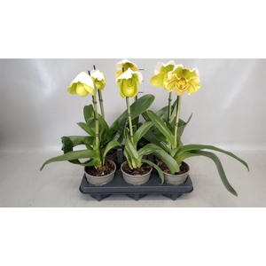 Paphiopedilum  'Amerikaanse hybrid'