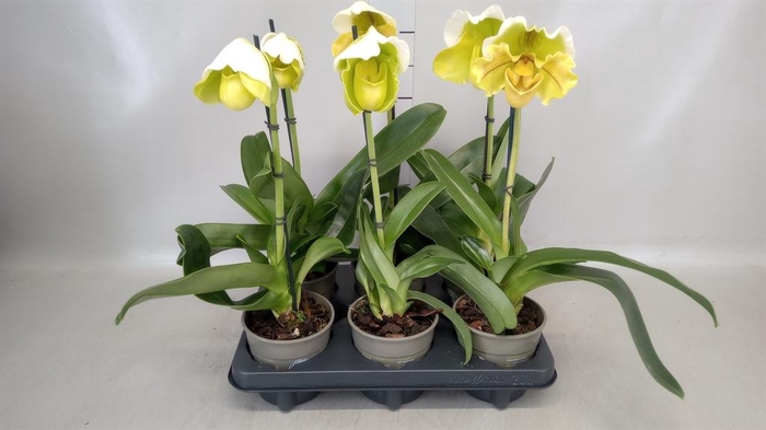 <h4>Paphiopedilum  'Amerikaanse hybrid'</h4>