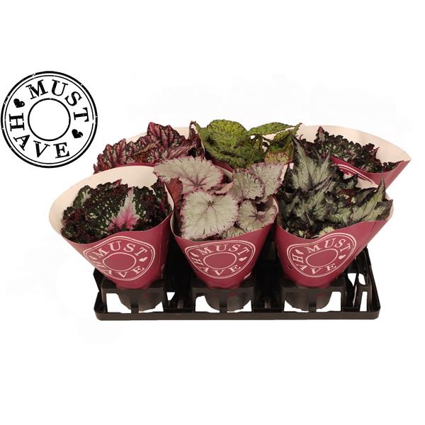 <h4>Bladbegonia Mix Rex in Floratino Fust</h4>