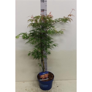 Acer Ice Dragon P23 potgekweekt