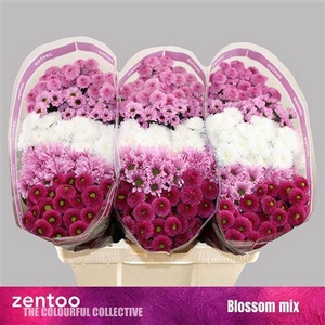 Chr S Gem Blossom