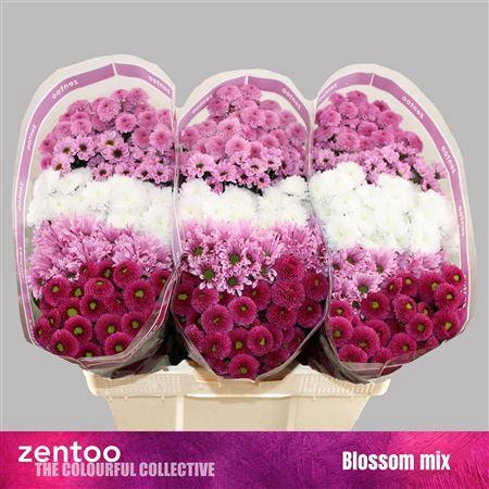 <h4>Chr S Gem Blossom</h4>
