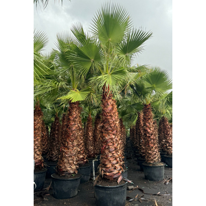 Washingtonia robusta
