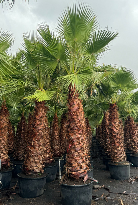 <h4>Washingtonia robusta</h4>