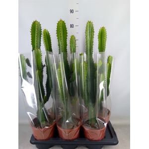 Euphorbia acrurensis
