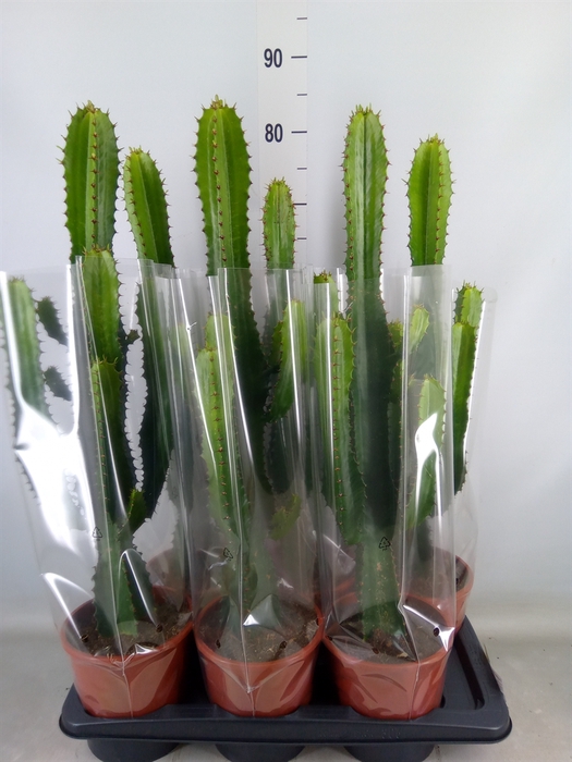 <h4>Euphorbia acrurensis</h4>