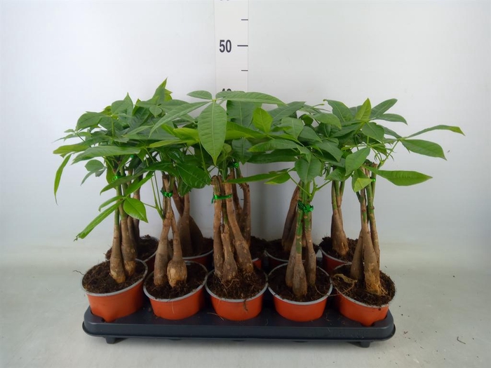 <h4>Pachira aquatica</h4>