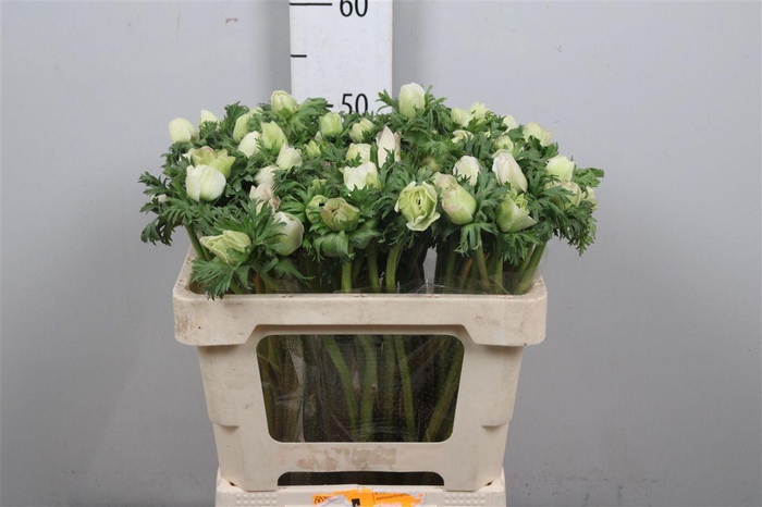 <h4>Anem Co Mar Panda</h4>