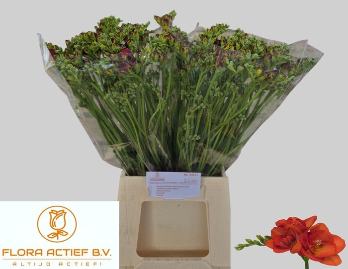 <h4>Freesia du Mandarine</h4>