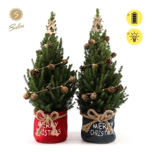 Picea gl. 'December'® P19 in Bag X-mas Duo + Pine-Cone Light + Tree on Loop