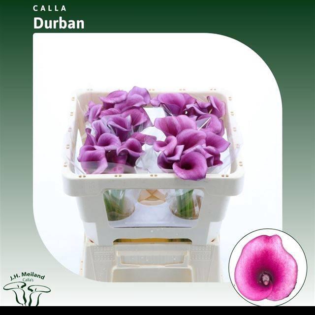 <h4>ZANT DURBAN</h4>