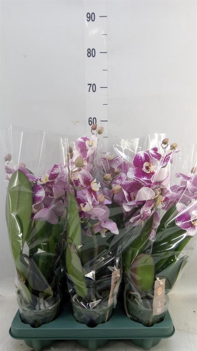 <h4>Phalaenopsis   ...red</h4>
