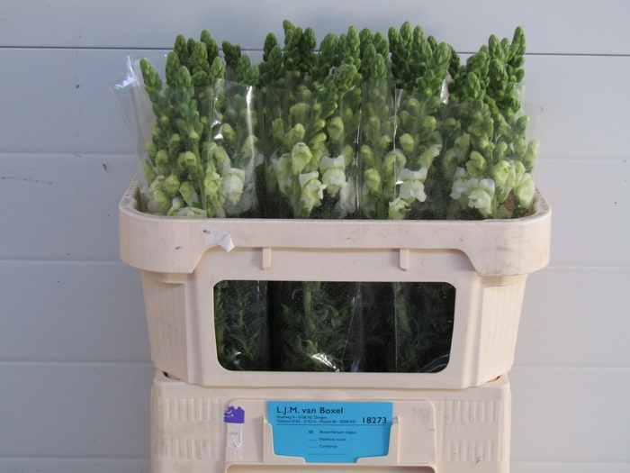 <h4>Antirrhinum Poto White 70cm</h4>