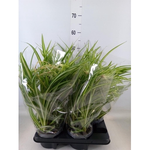 Chlorophytum com. 'Variegatum'