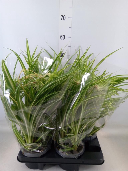 <h4>Chlorophytum com. 'Variegatum'</h4>