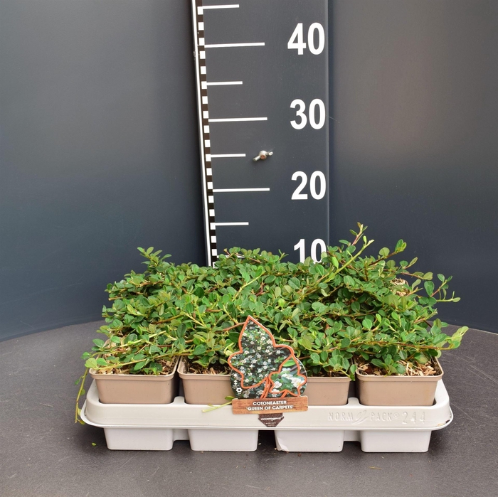 <h4>Cotoneaster proc. 'Queen of Carpet'</h4>