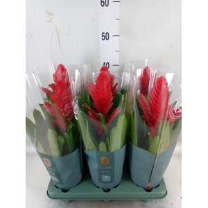 Vriesea  'Intenso Red'