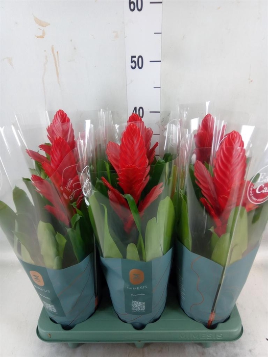 <h4>Vriesea  'Intenso Red'</h4>