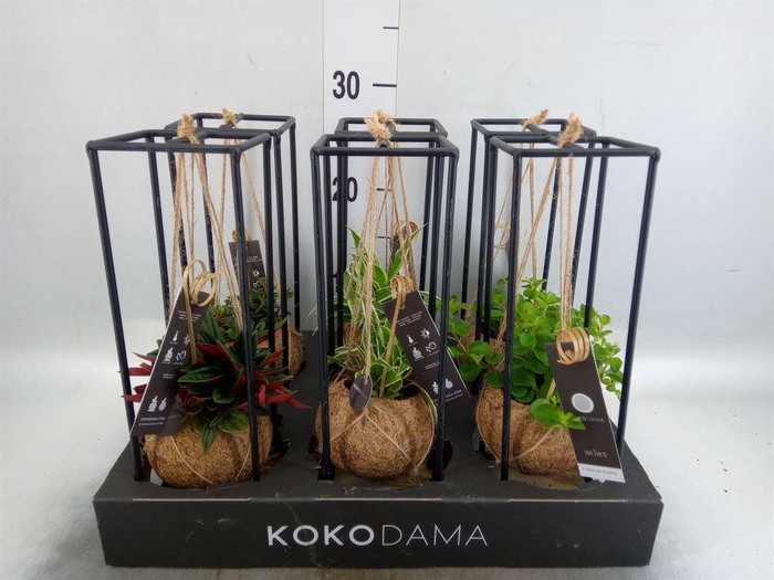 <h4>Planten Groen   ...mix  3</h4>
