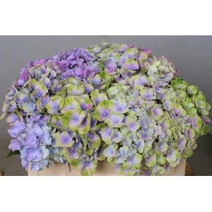 HYDR M MAG AMETHYST