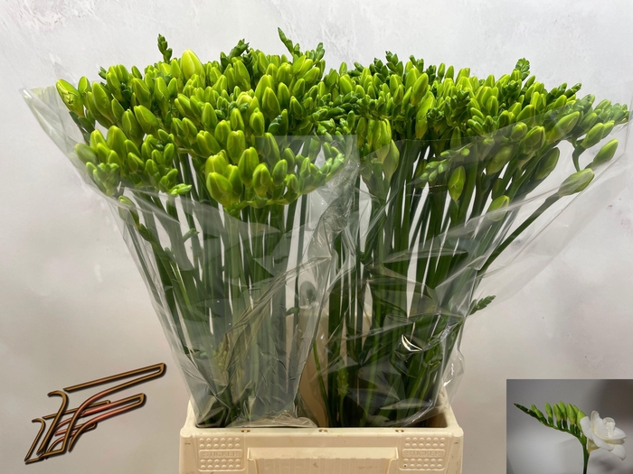 <h4>FR DU VERSAILLES</h4>