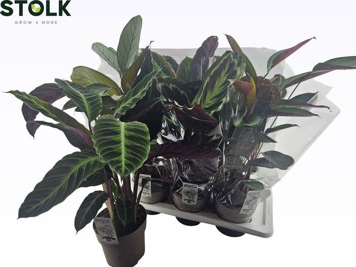 <h4>CALAT GEM 5 SRT</h4>