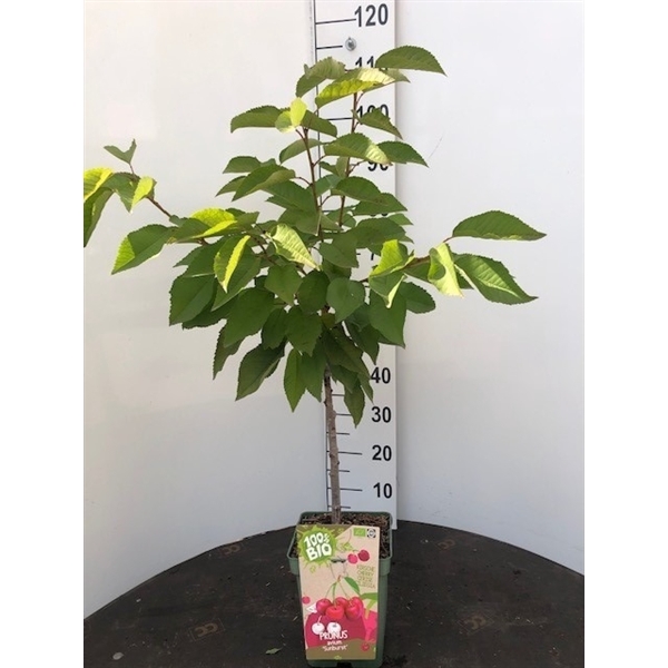 <h4>BIO-Prunus c. Morellenfeuer Patioboom</h4>