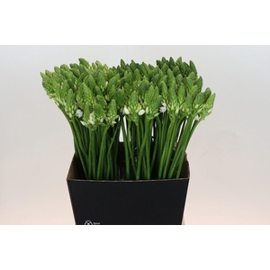 Ornithogalum Mount Fuji