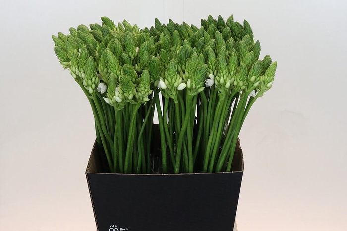 <h4>Ornithogalum Mount Fuji</h4>