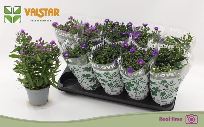 <h4>ASTE STARL GEM</h4>