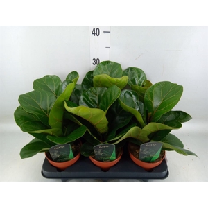 Ficus lyrata 'Bambino'
