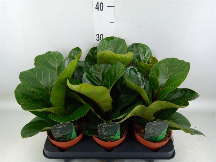 <h4>Ficus lyrata 'Bambino'</h4>