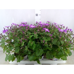 Pericallis CR 'Senetti Magenta Bic'