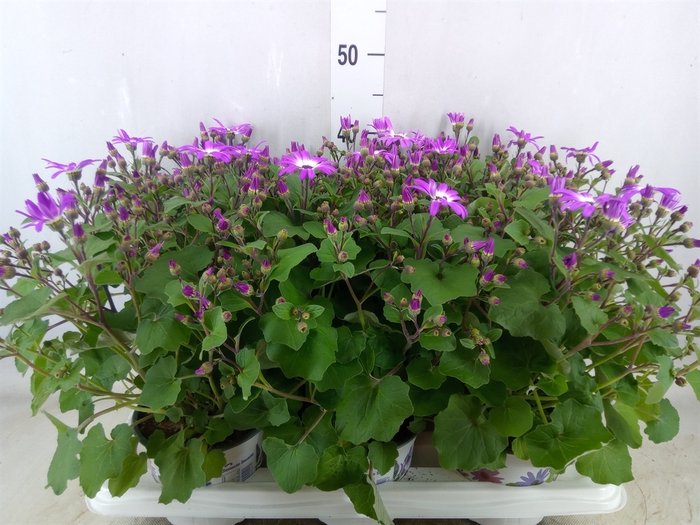 <h4>Pericallis CR 'Senetti Magenta Bic'</h4>