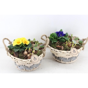 arr4 Primula PL - Mand pioni kl. grijs/wit