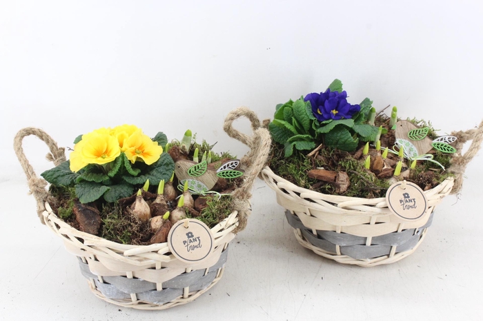 <h4>arr4 Primula PL - Mand pioni kl. grijs/wit</h4>