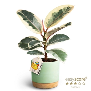 FICUS ELASTICA P12