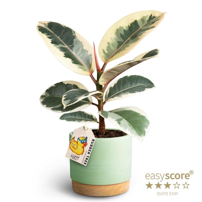 <h4>FICUS ELASTICA P12</h4>