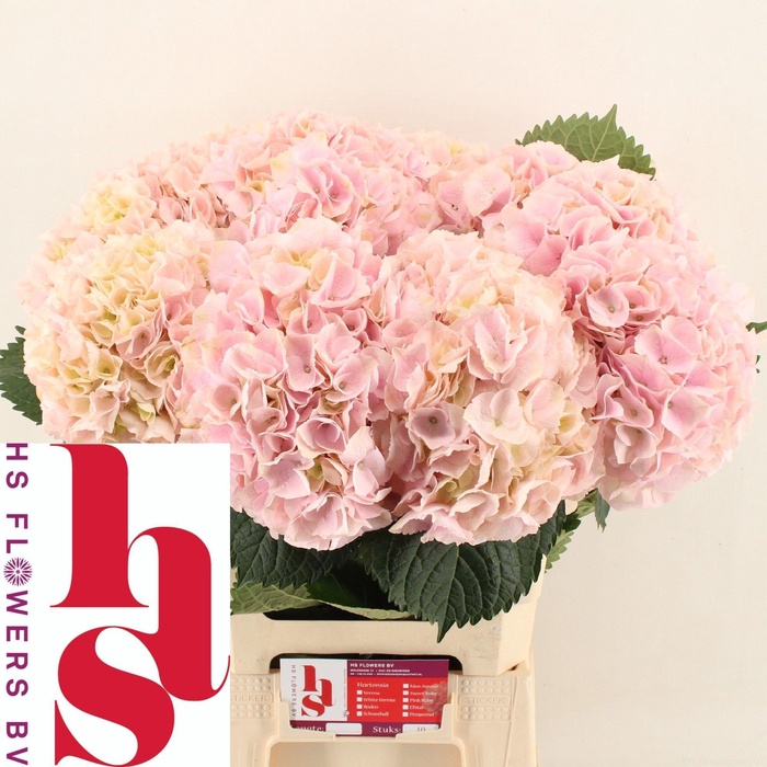 <h4>HYDR M MY PINKTOU RZ</h4>