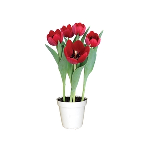 TULIPA P12 VERMELHO