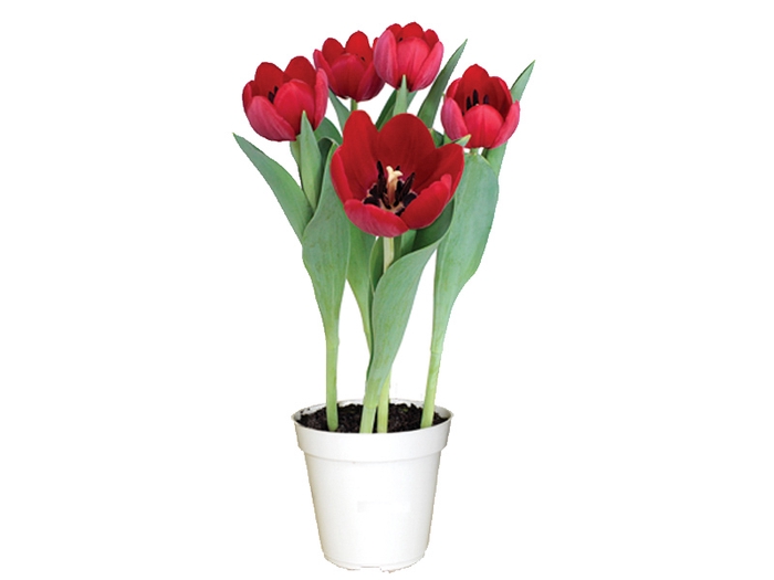 <h4>TULIPA P12 VERMELHO</h4>