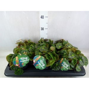 Begonia BD   ...