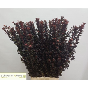 Physocarpus Op Sweet Cherry Tea