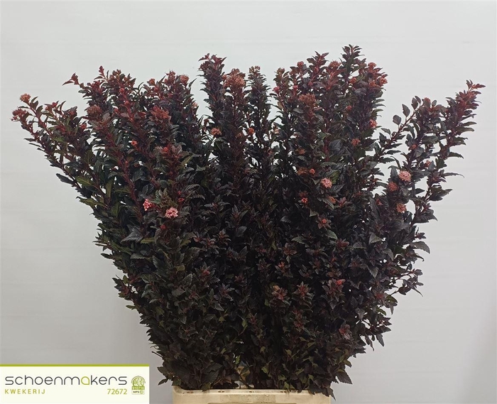 <h4>Physocarpus Op Sweet Cherry Tea</h4>