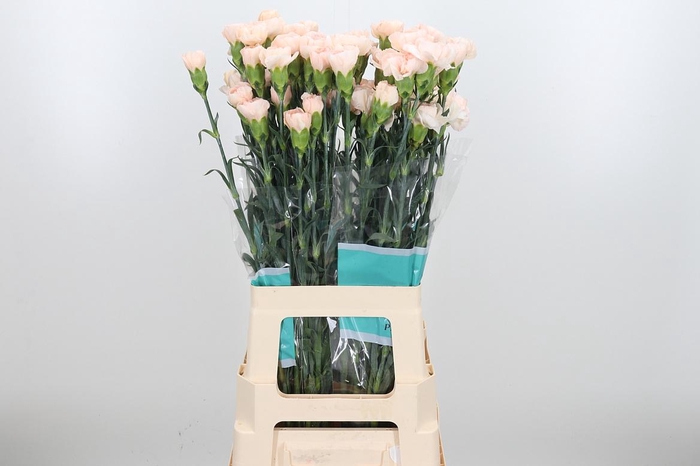 <h4>Di St Lizzy</h4>