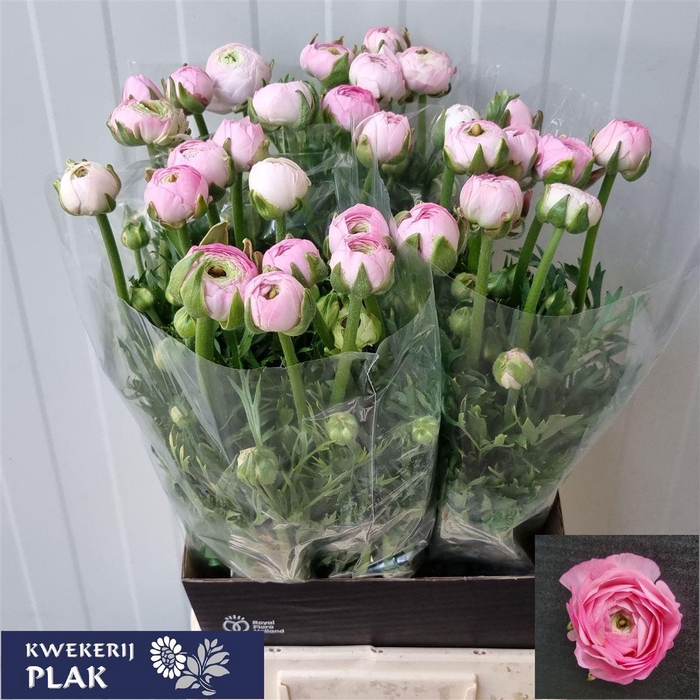 <h4>Ran Am Marshmallow</h4>