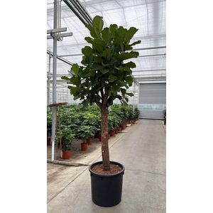 Ficus lyrata