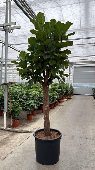 <h4>Ficus lyrata</h4>